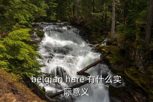 belgian hare 有什么实际意义