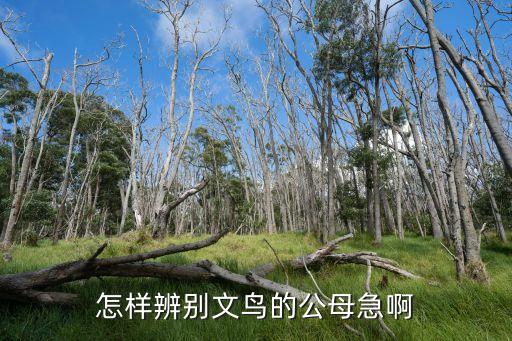 文鸟怎么分公母，急我不会分辨白文鸟的公母各位高手帮下忙吧