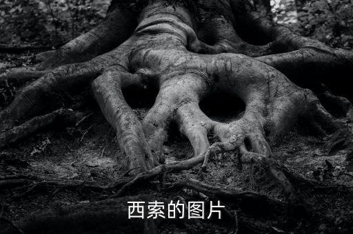 西索的图片