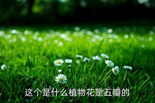 锦葵目，这个是什么植物花是五瓣的