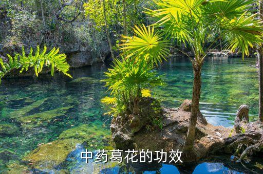 中药葛花的功效