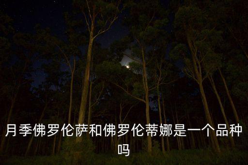 佛罗伦蒂娜，月季佛罗伦萨和佛罗伦蒂娜是一个品种吗