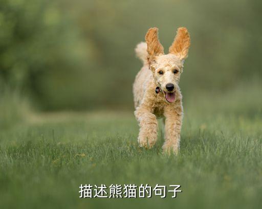 描述熊猫的句子