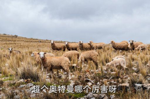 超兜，多肉超兜怎样受粉结子