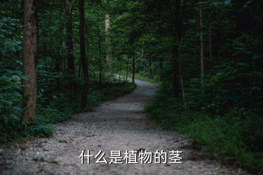 什么是植物的茎