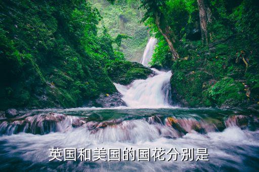 英国和美国的国花分别是