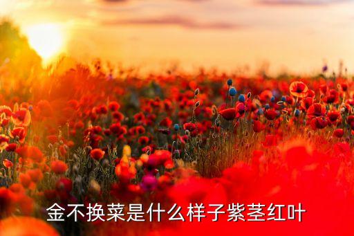 金不换菜是什么样子紫茎红叶