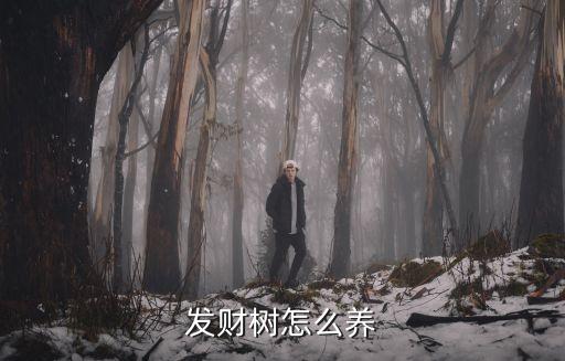 发财树怎么养