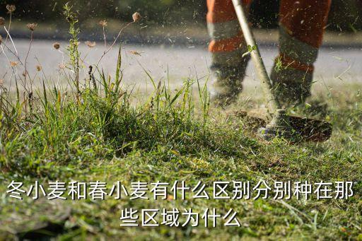 冬小麦和春小麦的区别，春小麦和冬小麦有什么区别