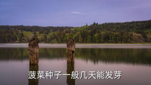 菠菜种子，菠菜种子鱼吃了会死吗