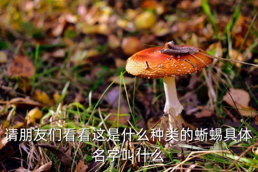 请朋友们看看这是什么种类的蜥蜴具体名字叫什么