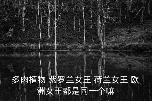 多肉植物 紫罗兰女王 荷兰女王 欧洲女王都是同一个嘛