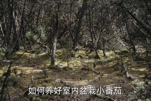 如何养好室内盆栽小番茄