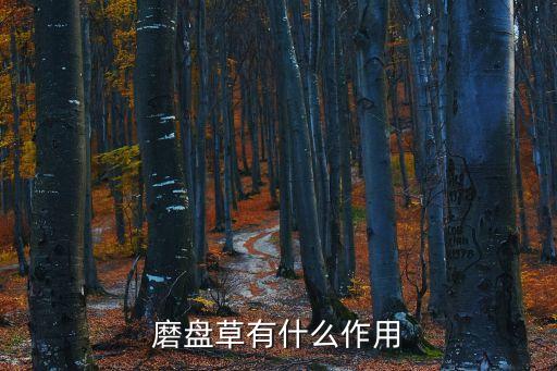 磨盘草，磨盘草的功效