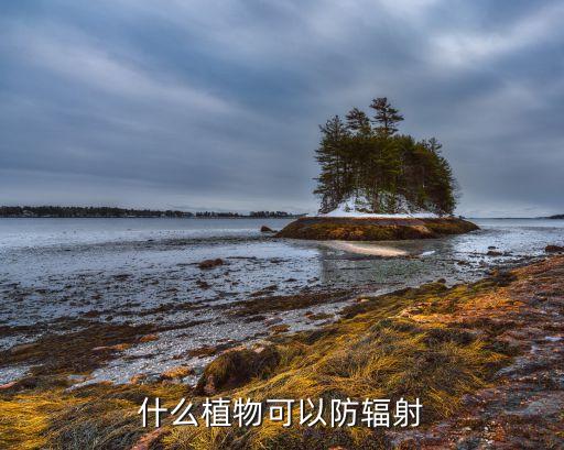 什么植物可以防辐射