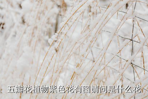 五瓣花植物紫色花有图请问是什么花