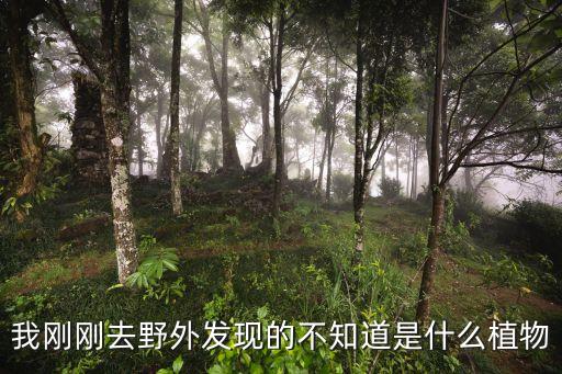 我刚刚去野外发现的不知道是什么植物