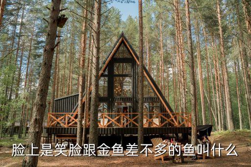 笑脸鱼，笑脸鱼总爱往石头贝壳上蹭还专爱呆在过滤器流出水来的地方