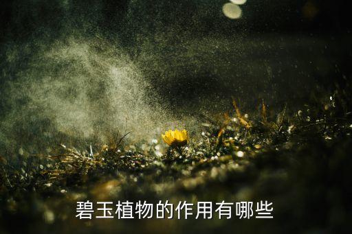 碧玉花的风水寓意，小家碧玉花应该摆在那里风水