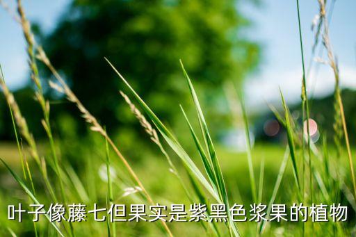 落葵，向老师求教这是什么植物