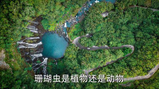 珊瑚虫是植物还是动物