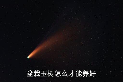 盆栽玉树怎么才能养好