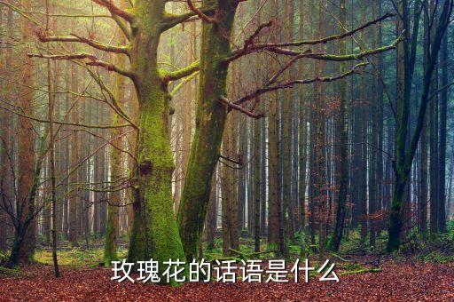 玫瑰花的话语是什么