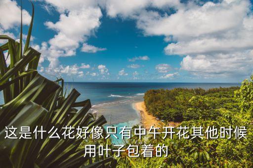 鸭拓草，竹叶兰 鸭跖草别名碧竹子翠蝴蝶淡竹叶属粉状胚乳目鸭跖