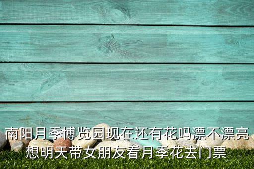 南阳月季，月季花的故乡在哪