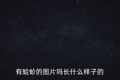 泥螺图片，有蛤蚧的图片吗长什么样子的