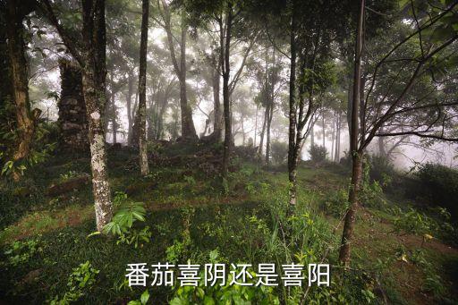 番茄喜阴还是喜阳
