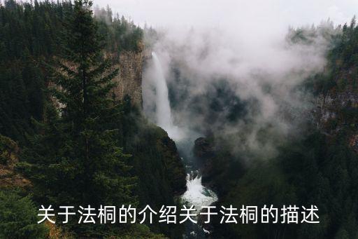 法国桐，法国梧桐其实是什么