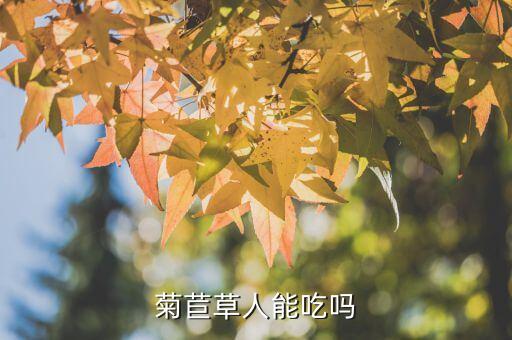 菊苣草，菊苣草人能吃吗