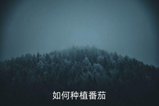 小番茄种植，如何种植盆栽小西红柿