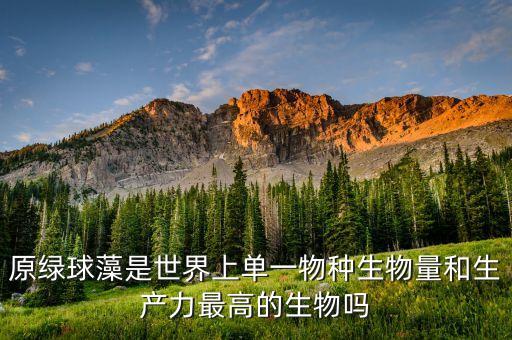 球藻，球藻能在花艺市场上买到