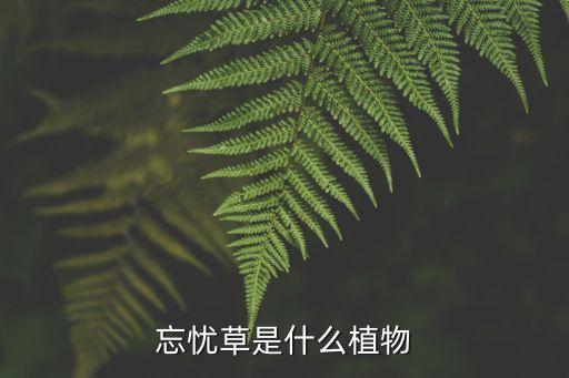 忘忧草是什么植物