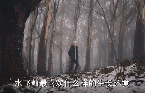 水飞蓟最喜欢什么样的生长环境
