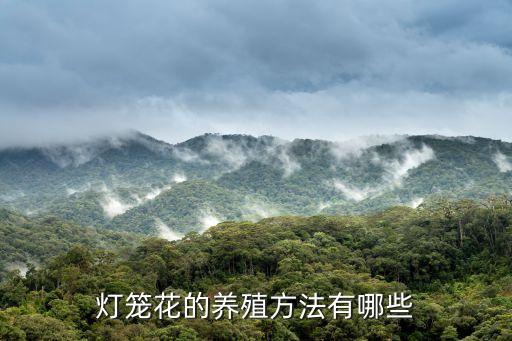 灯笼花的养殖方法有哪些
