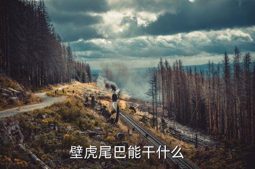 壁虎尾巴能干什么