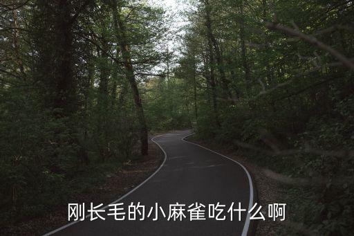刚长毛的小麻雀吃什么啊
