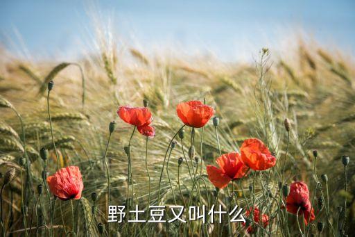 野土豆又叫什么
