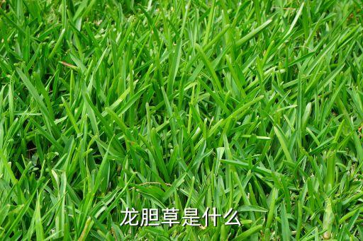 龙胆草是什么