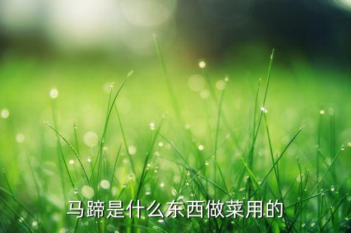 马蹄是什么东西做菜用的