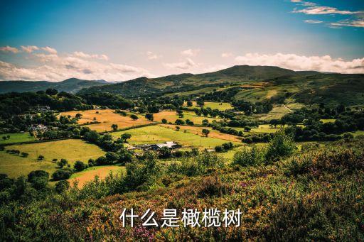 什么是橄榄树