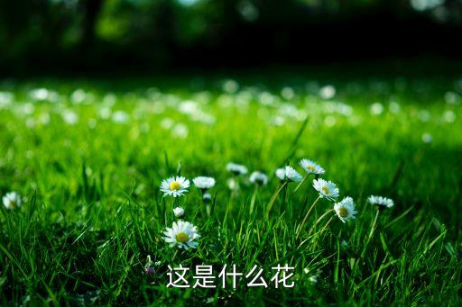 大头兰，这是什么花