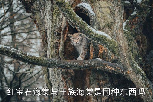 王族海棠，王族海棠的培育年限