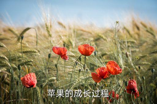 苹果的成长过程