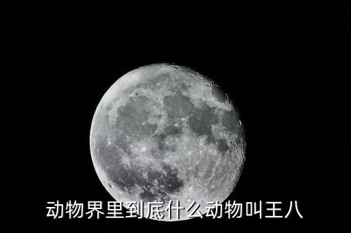 王八图片，王八和乌龟是一个动物吗