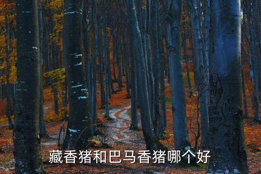 藏香猪和巴马香猪哪个好