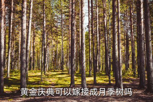 黄金庆典可以嫁接成月季树吗